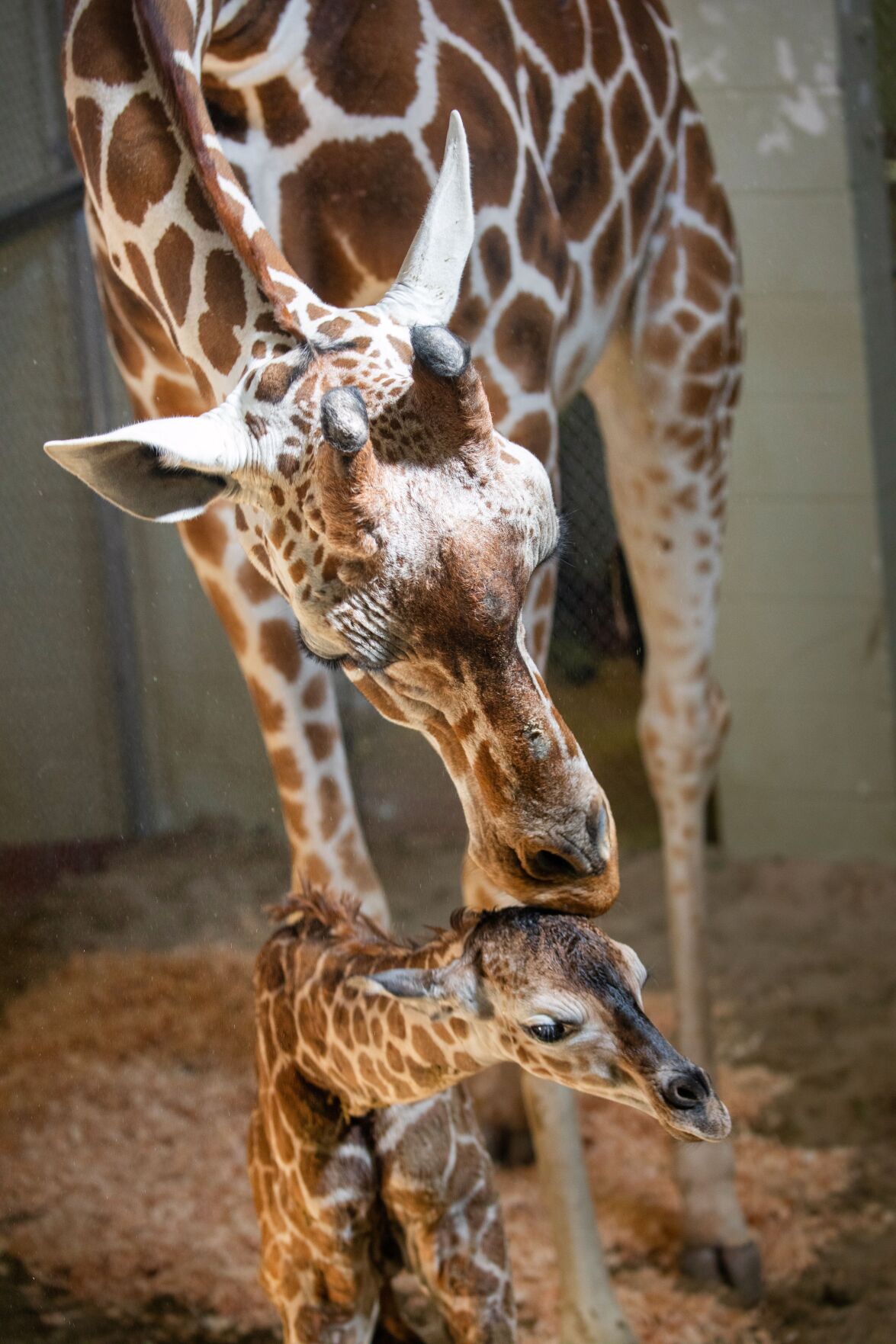 Calf Cheyenne Mountain Zoo